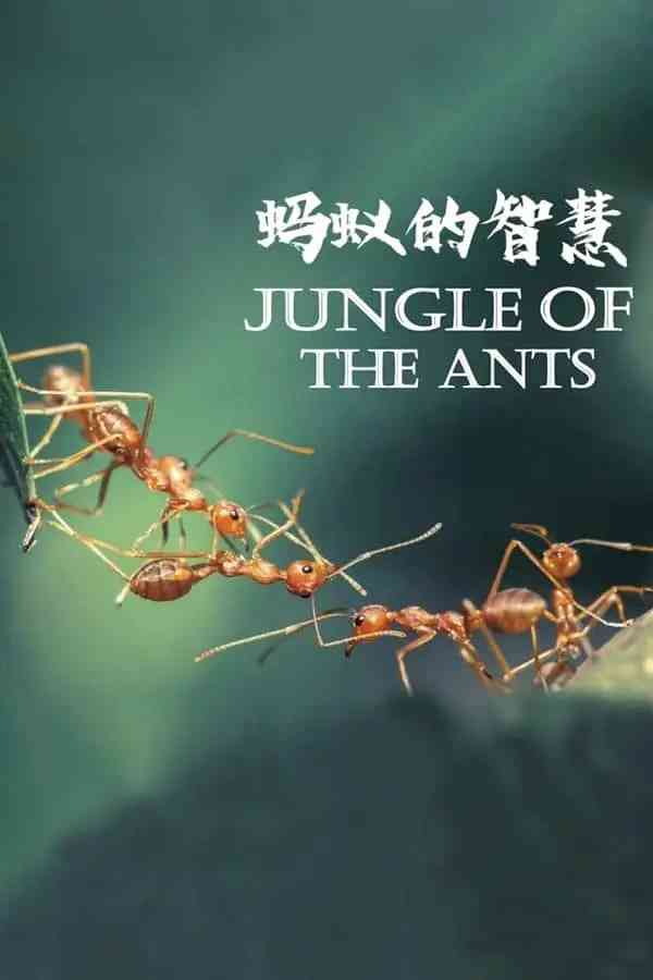 《蚂蚁的智慧》免费在线播放｜纪录片·法国